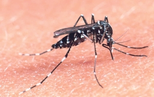 Asian-Tiger-Mosquito